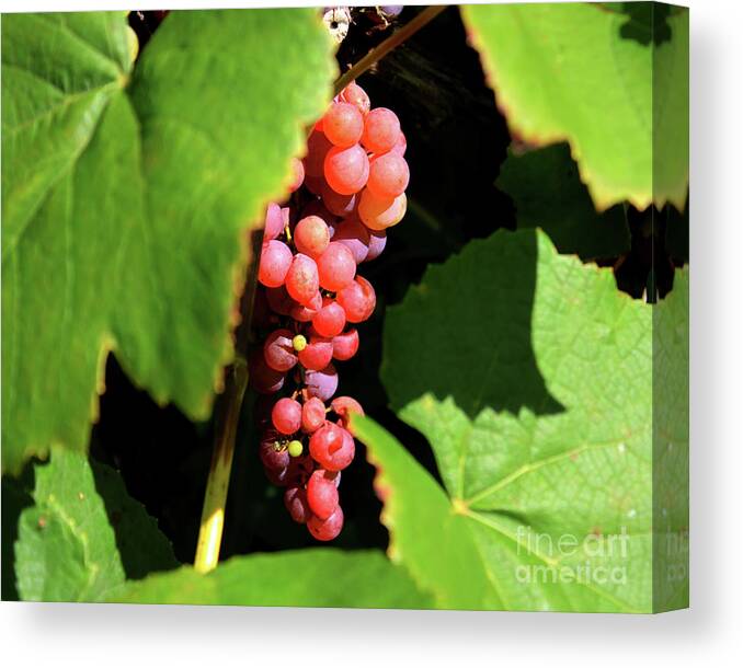 Grapes Canvas Print featuring the photograph Fruit of the Vine by Phil Spitze