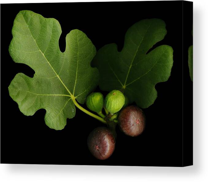 Figs Canvas Print featuring the photograph Gelini's Fig Tree by Deborah J Humphries