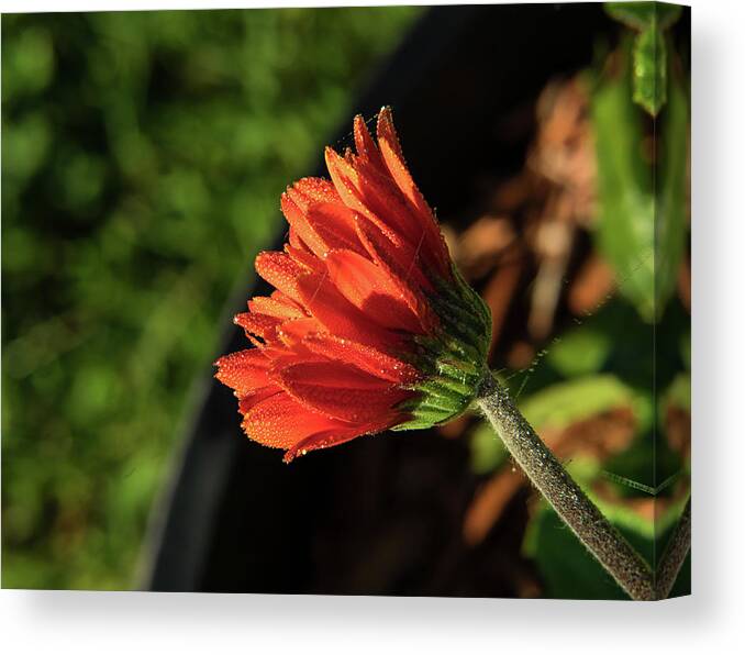 Gerber Daisy Canvas Print featuring the photograph Gerber Greating the Sun by Douglas Barnett