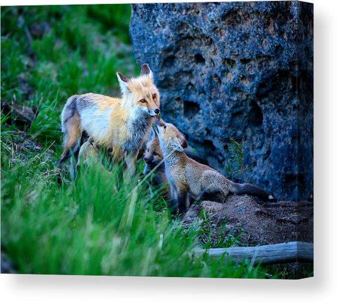 Red Fox Canvas Print featuring the photograph Give Mommy A Kiss by Greg Norrell