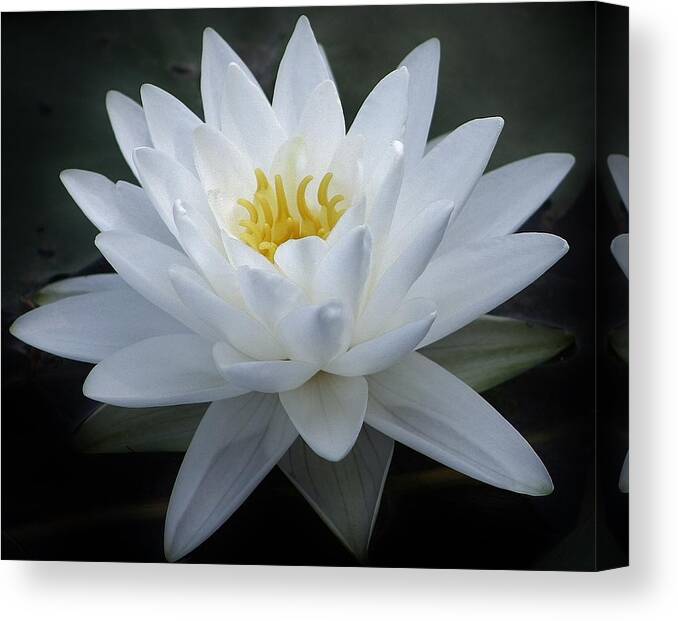 Nature Canvas Print featuring the photograph Glowing Elegance and Beauty by Bruce Bley