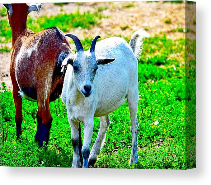 Goat Canvas Print featuring the photograph Goat Friends by Becky Kurth