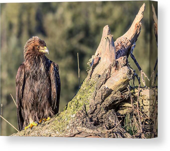 Golden Eagle Canvas Print featuring the photograph Golden Moment by Carl Olsen