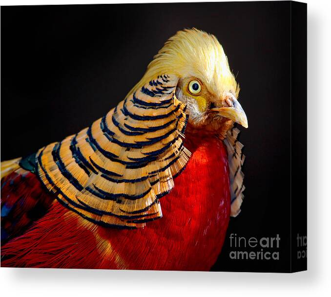 Chinese Gold Pheasant Canvas Print featuring the photograph Golden Pheasant by Martin Konopacki