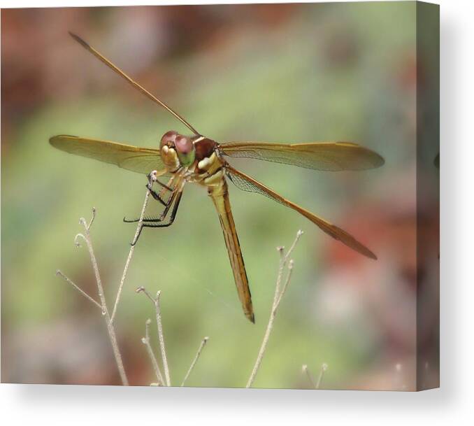 Nature Canvas Print featuring the photograph Golden-winged Skimmer by Peggy Urban
