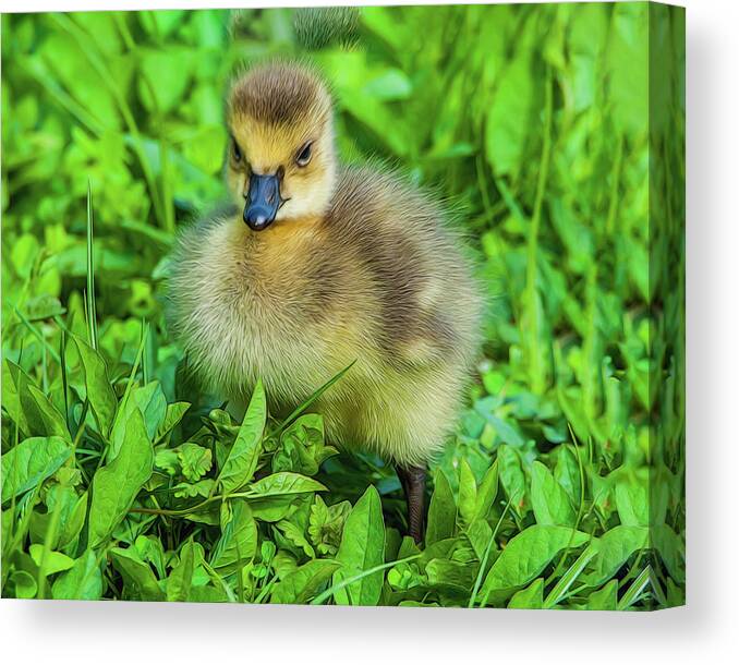 Gosling Canvas Print featuring the photograph Gosling by Cathy Kovarik
