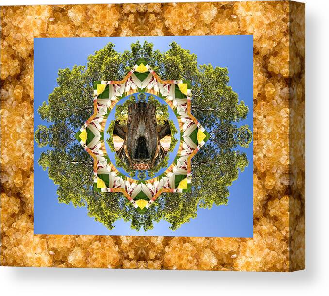 Mandalas Canvas Print featuring the photograph Grandmother Tree by Bell And Todd
