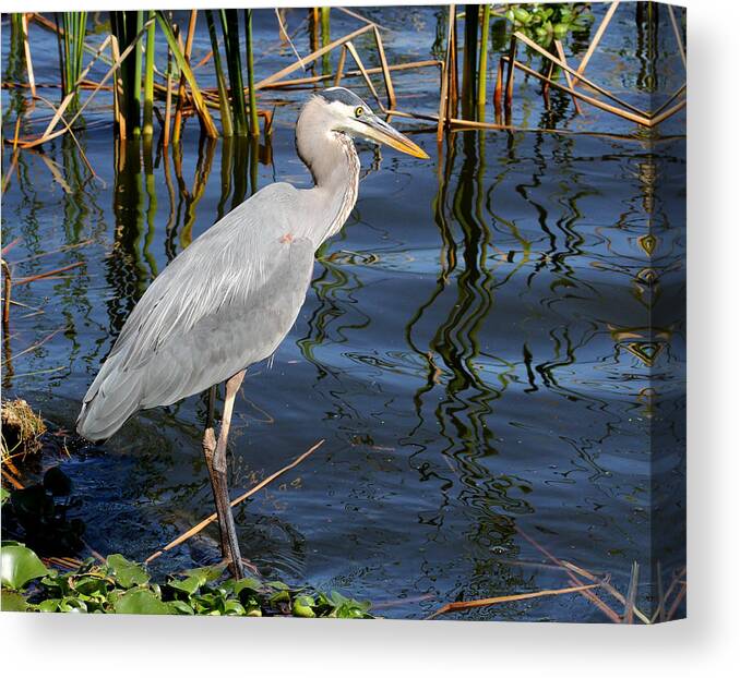 Bird Canvas Print featuring the photograph Great Blue Heron by April Wietrecki Green