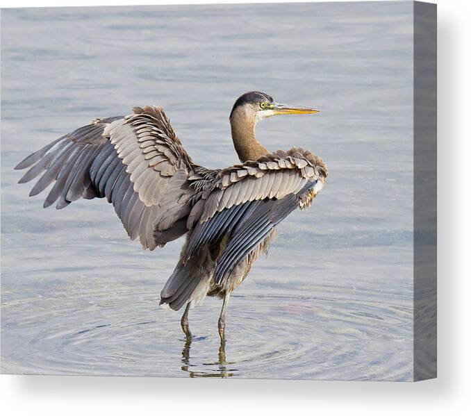 Great Blue Heron Canvas Print featuring the photograph Great Blue Heron by Carl Olsen