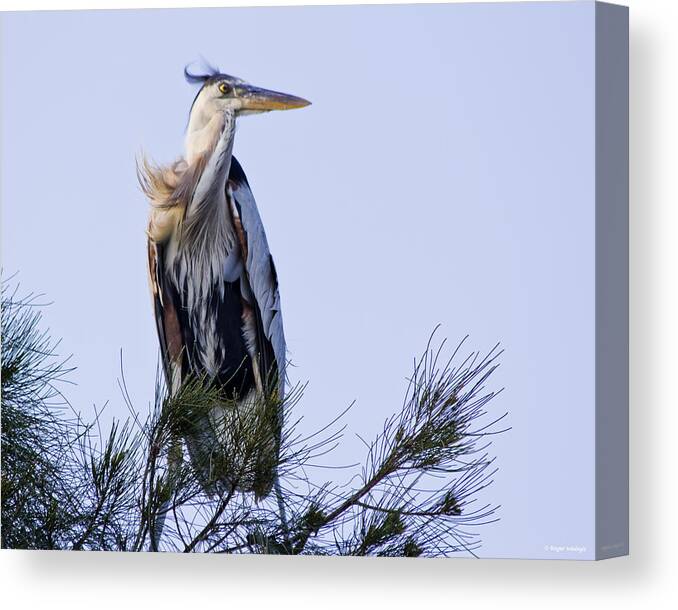 Great Blue Heron Canvas Print featuring the photograph Great Blue Heron On A Windy Day by Roger Wedegis