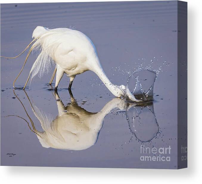 Egrets Canvas Print featuring the photograph Great Egret Dipping For Food by DB Hayes