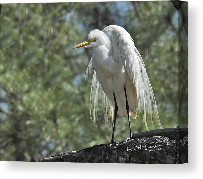 Great Egret Canvas Print featuring the photograph Great Egret II by Keith Lovejoy