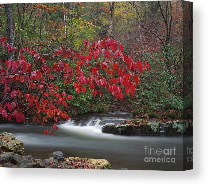 Great Smoky Mountains National Park Canvas Print featuring the photograph Great Smoky Mountains NP, North Carolina by Kevin Shields
