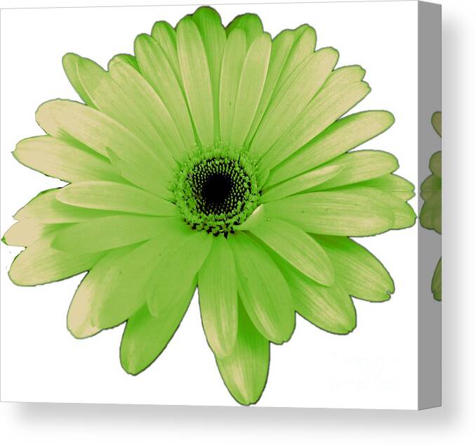 Digital Art Canvas Print featuring the photograph Green Daisy Flower by Delynn Addams