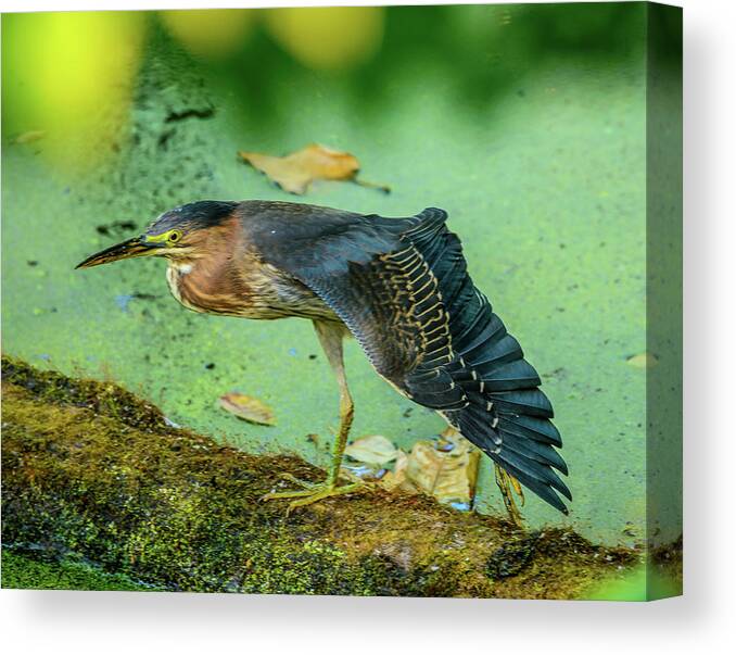 Green Heron Canvas Print featuring the photograph Green Heron Wing by Jerry Cahill