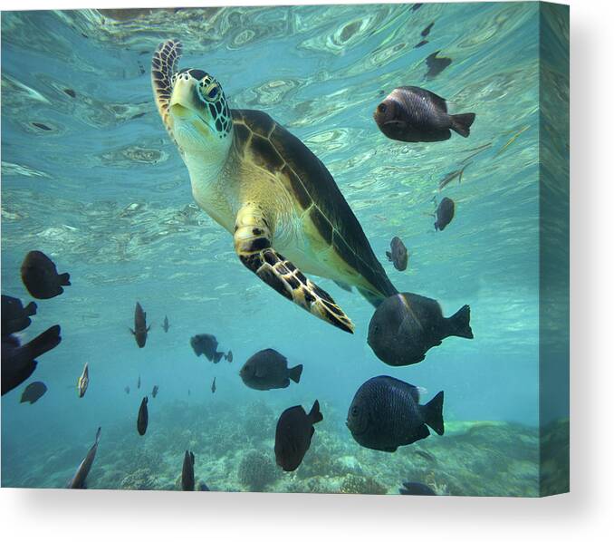 00451420 Canvas Print featuring the photograph Green Sea Turtle Balicasag Island by Tim Fitzharris