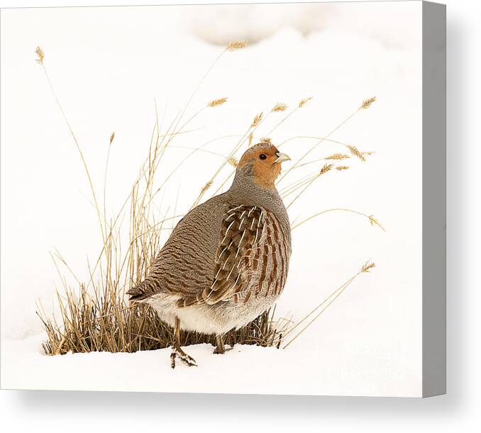 Bird Canvas Print featuring the photograph Grey Partridge by Dennis Hammer