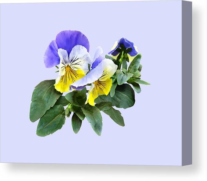 Pansy Canvas Print featuring the photograph Group of Yellow and Purple Pansies by Susan Savad