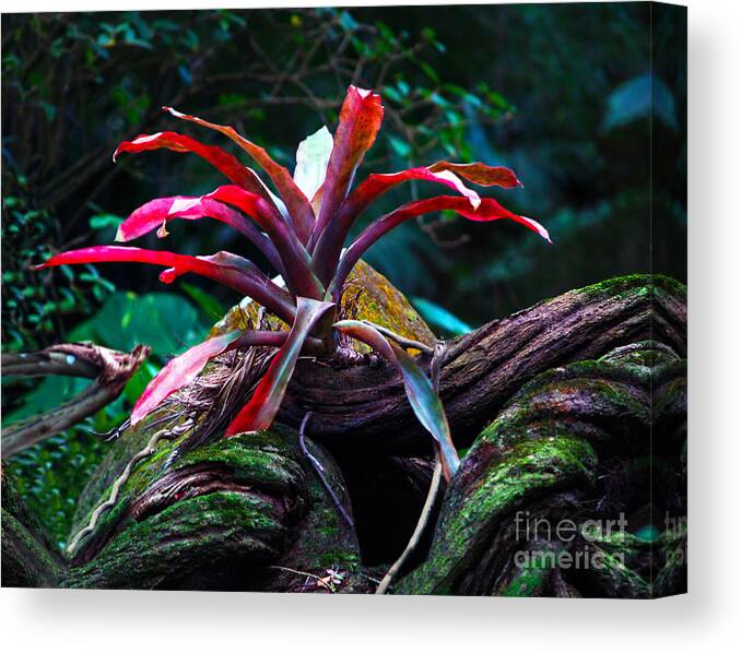Fine Art Photography Canvas Print featuring the photograph Grow Where You're Planted by Patricia Griffin Brett