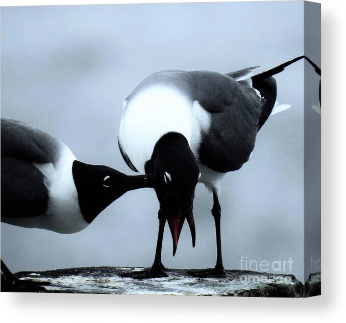 Gulls Canvas Print featuring the photograph Gull Pecked by Jan Gelders