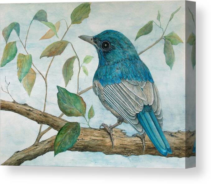 Hainan Blue Flycatcher Canvas Print featuring the painting Hainan blue flycatcher by Sandy Clift