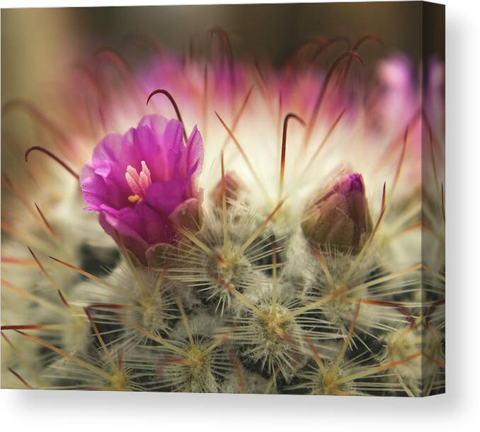 Cactus Canvas Print featuring the photograph Handle with Care by Holly Ross