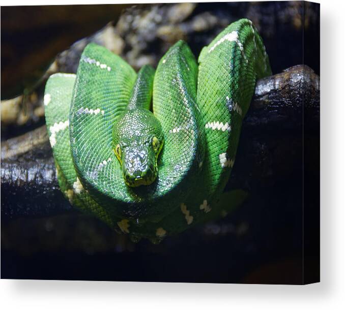 Hangin' Out Canvas Print featuring the photograph Hangin' Out -- Emerald Tree Boa at California Academy of Sciences, San Francisco, California by Darin Volpe