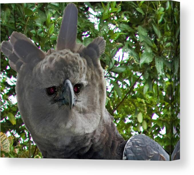 Harpy Eagle Canvas Print featuring the photograph Harpy Eagle by Larry Linton