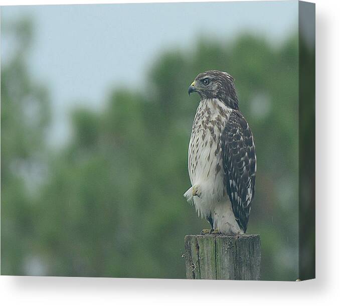 Bird Canvas Print featuring the photograph Hawk resting a leg by Keith Lovejoy