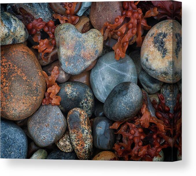 #acadia#national#park#beach#stones#fall#maine Canvas Print featuring the photograph Heart Stone by Darylann Leonard Photography