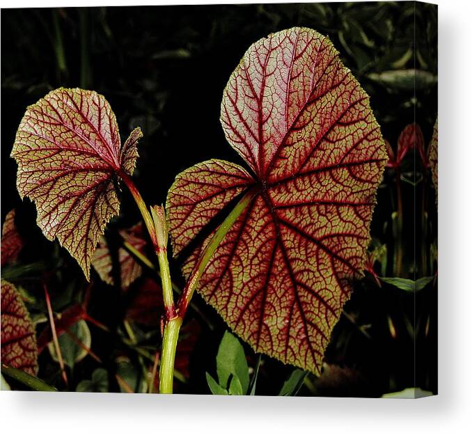 Begonia Canvas Print featuring the photograph Hearty Begonia Backside by Allen Nice-Webb