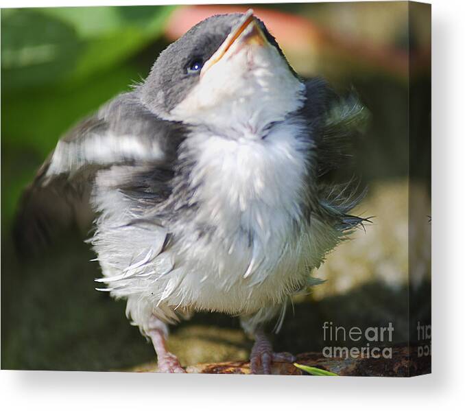 West Virginia Birds Canvas Print featuring the photograph Here Comes Mommy by Randy Bodkins