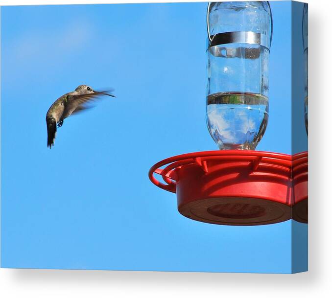 Hummingbird Canvas Print featuring the photograph Here I Come by Donna Shahan