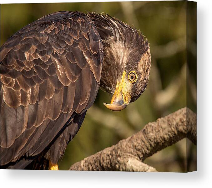 Juvenile Bald Eagle Canvas Print featuring the photograph Here's Looking At You Kid by Carl Olsen
