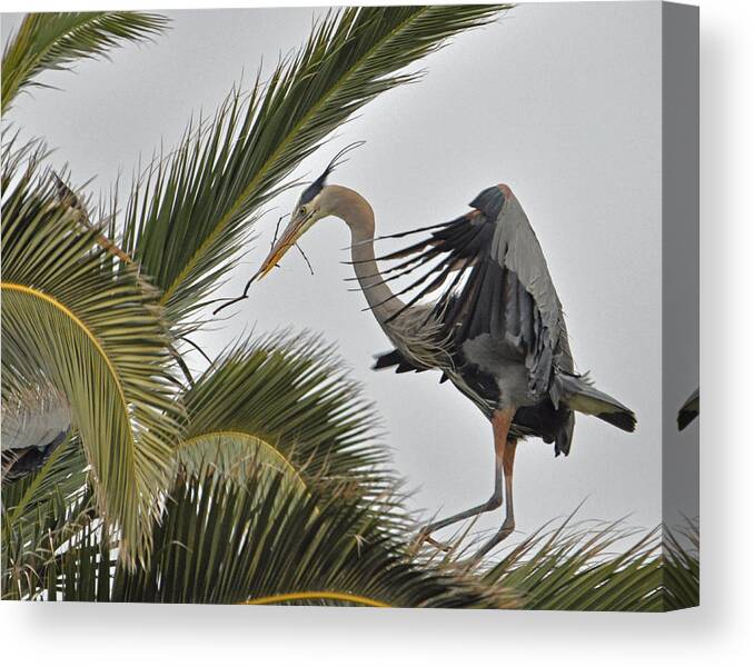 Great Blue Heron Canvas Print featuring the photograph Heron in the palm by Matt MacMillan