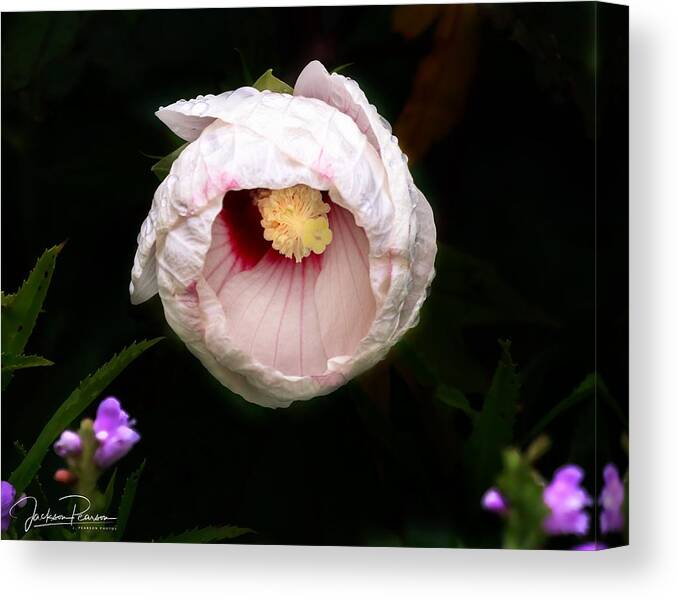 Hibiscus Canvas Print featuring the photograph Hibiscus in bloom by Jackson Pearson