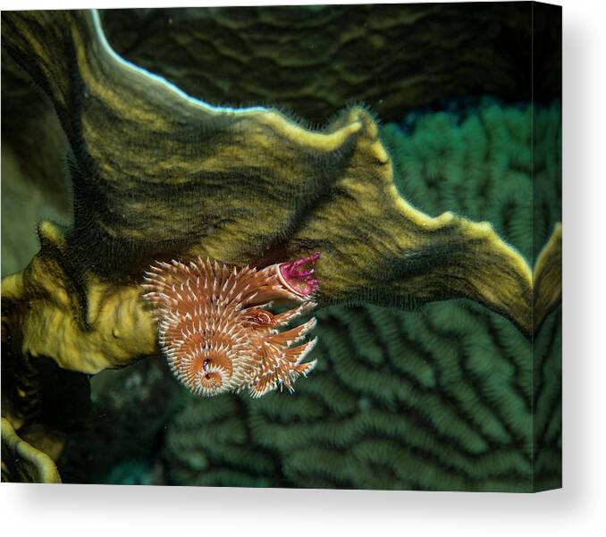 Bonaire Canvas Print featuring the photograph Hidden Christmastree Worm by Jean Noren