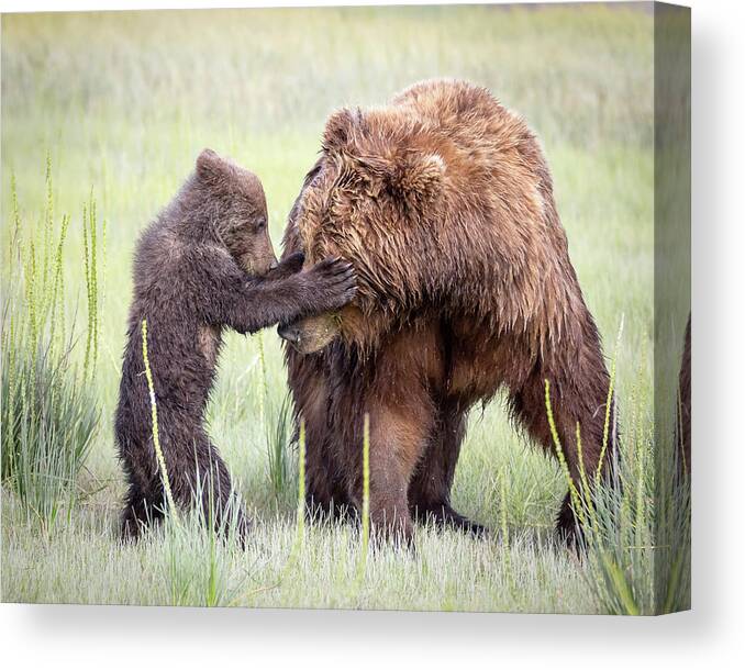 Bear Canvas Print featuring the photograph Hide and Seek by Jack Bell