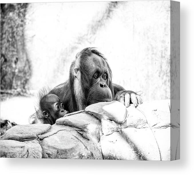 Crystal Yingling Canvas Print featuring the photograph Hiding by Ghostwinds Photography