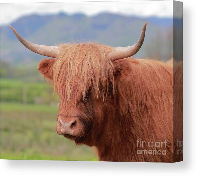 Highland Cow Canvas Print featuring the photograph Highland Cow Portrait by Maria Gaellman