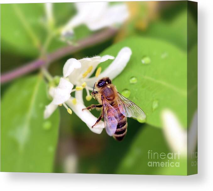 Honey Bee Canvas Print featuring the photograph Honey Bee in the Honeysuckle by Kerri Farley
