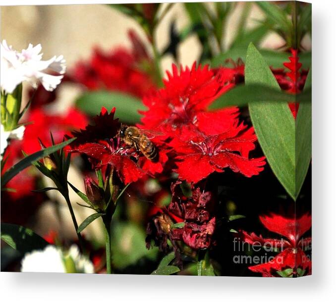 Flower Canvas Print featuring the photograph Honey Bee On Flower by John Black