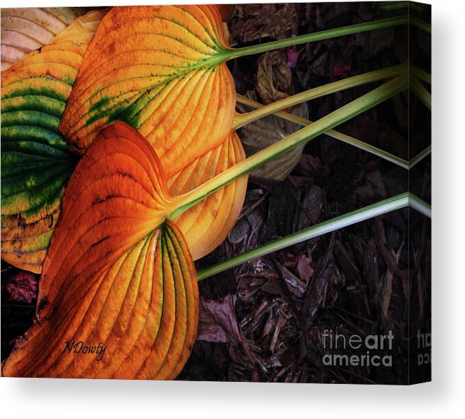Hostas In Autumn Canvas Print featuring the photograph Hostas in Autumn by Natalie Dowty