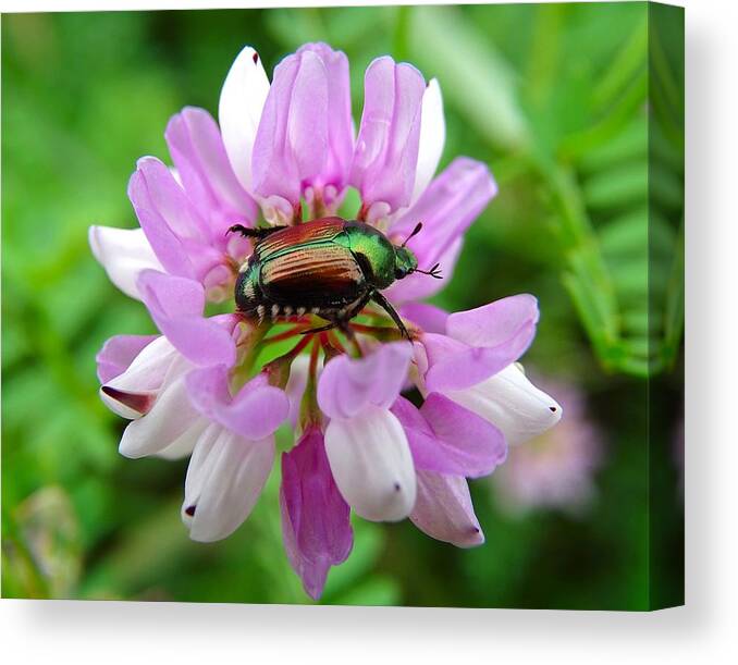 Beetle Canvas Print featuring the photograph House of the Beetle by Lilia S