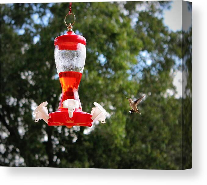 Hummingbird Canvas Print featuring the photograph Hummingbird by Beth Vincent