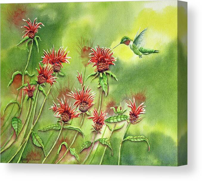 Hummingbird Canvas Print featuring the painting Hummingbird In Beebalm by Kathryn Duncan