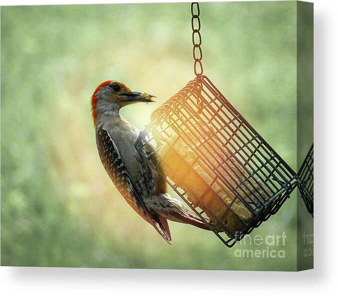 Photoshop Canvas Print featuring the photograph Hungry Woodpecker by Melissa Messick