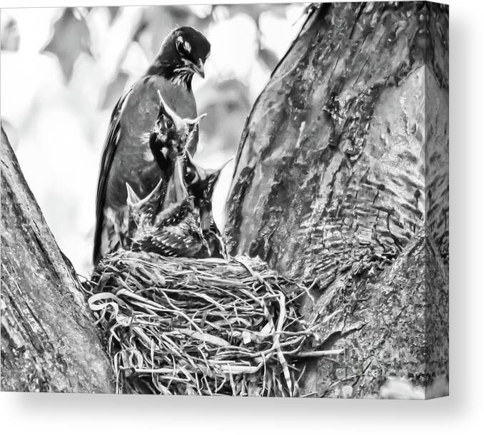 American Robin Canvas Print featuring the photograph Hungry Babies by Kerri Farley