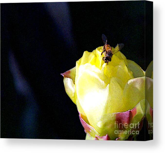 Cactus Canvas Print featuring the photograph I Feel You Always Near by Linda Shafer