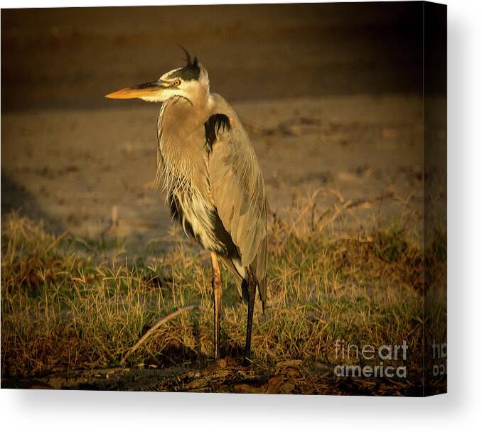 2016 Canvas Print featuring the photograph I Know They are Coming Wildlife Art by Kaylyn Franks by Kaylyn Franks